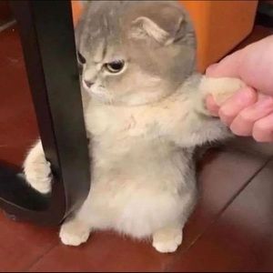 Meet your Posher, Layla